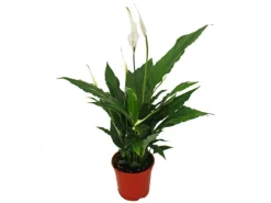 Töpfe<Exotenherz Zimmerpflanzen Trio Luftreiniger Set mit Luftreinigenden Pflanzen Nephrolepis Spathiphyllum Chlorophytum