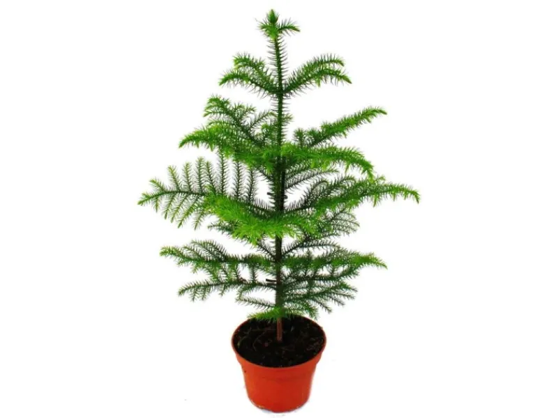 Best Exotenherz Zimmertanne Araucaria Heterophylla 15cm Topf ca. 40-50cm Hoch