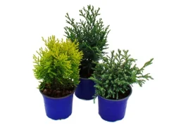 Exotenherz Zwerg-Koniferen-Set mit 3 Pflanzen Kleine Nadelgehölze für Beet und Balkon im 10,5cm Topf< Töpfe