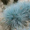 Outlet Festuca Cinerea Uchte Blauschwingel Ca. 9x9 cm Topf