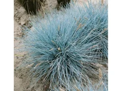 Outlet Festuca Cinerea Uchte Blauschwingel Ca. 9x9 cm Topf