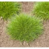 Hot Festuca Gautieri Teddybär Bärenfellgras Ca. 9x9 cm Topf