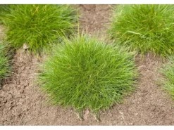 Hot Festuca Gautieri Teddybär Bärenfellgras Ca. 9x9 cm Topf