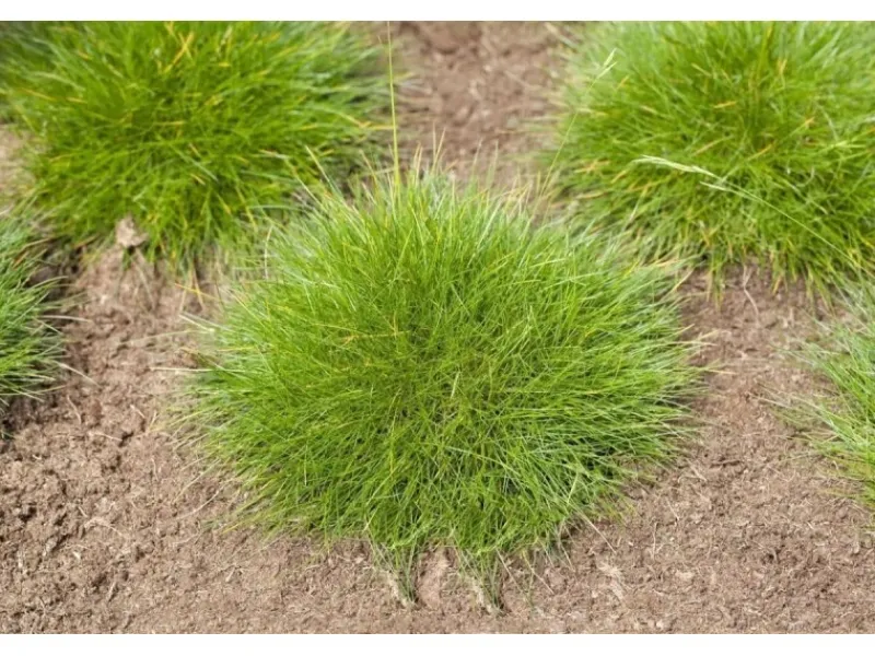 Hot Festuca Gautieri Teddybär Bärenfellgras Ca. 9x9 cm Topf