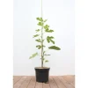 Töpfe<Ficus Carica Feige 100-125 cm