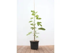 Töpfe<Ficus Carica Feige 100-125 cm