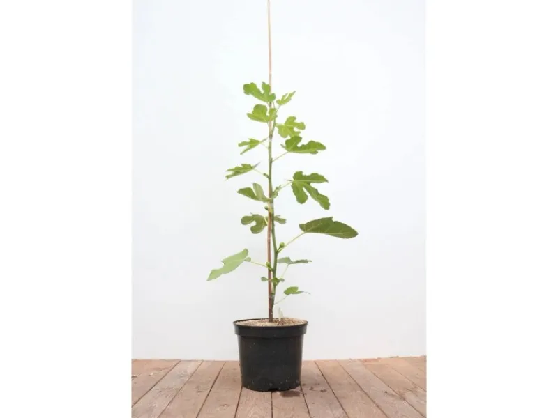Töpfe<Ficus Carica Feige 100-125 cm