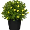 GROW by OBI Fingerstrauch Gelb Höhe ca. 20 - 30 cm Topf ca. 2,3 l Potentilla fructicosa< Töpfe