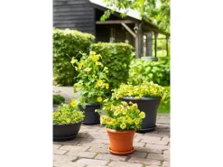 Florus Töpfe<Pflanztopf Fiore Alessia Ø 45 cm