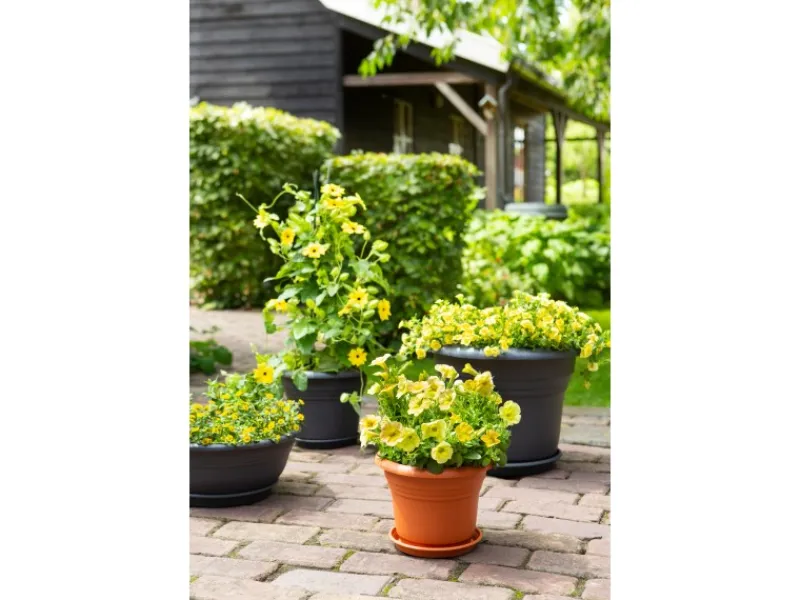 Clearance Florus Pflanztopf Fiore Alessia Ø 35 cm Terrakotta