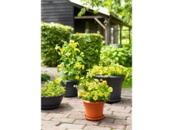 Florus Pflanztopf Fiore Alessia Ø 30 cm< Töpfe