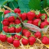 Töpfe<Fragaria Mara Des Bois -S- Erdbeere Aromatisch Ca. 9x9 Cm Topf