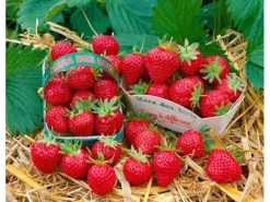 Töpfe<Fragaria Mara Des Bois -S- Erdbeere Aromatisch Ca. 9x9 Cm Topf