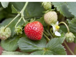 Outlet Fragaria X Ananassa Mieze Schindler Erdbeere Ca. 9X9 Cm Topf