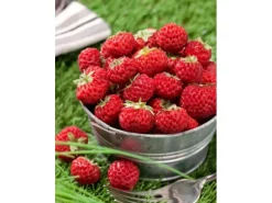 Outlet Fragaria X Ananassa Mieze Schindler Erdbeere Ca. 9X9 Cm Topf