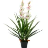 furnicato Töpfe<Künstliche Cymbidium Orchideenpflanze mit Topf 100 cm Grün