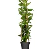 Sale Geißblatt Topf-Ø ca. 17 cm Lonicera henryi
