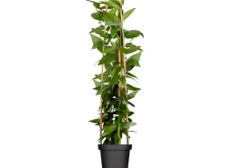 Sale Geißblatt Topf-Ø ca. 17 cm Lonicera henryi