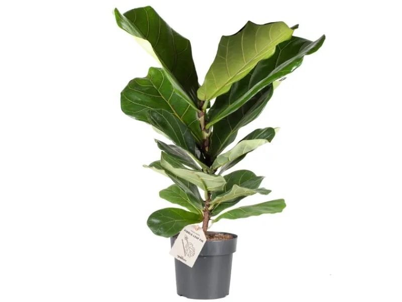 Töpfe<Geigenfeige Höhe ca. 65 - 75 cm Topf-Ø ca. 17 cm Ficus lyrata