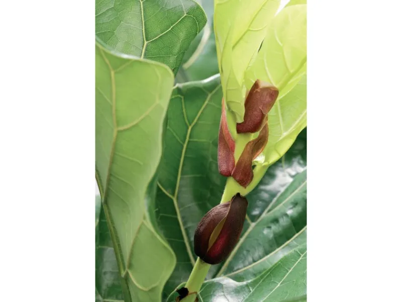 Töpfe<Geigenfeige Höhe ca. 65 - 75 cm Topf-Ø ca. 17 cm Ficus lyrata