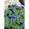 Gentiana Dahurica Ca. 9x9 cm Topf< Töpfe