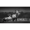 Pro Art Herde<Glasbild Herd of Deer 125 cm x 50 cm