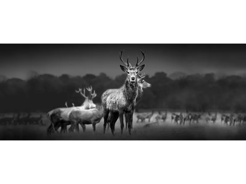 New Pro Art Glasbild Herd Of Deer 80 cm x 30 cm