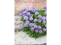 Töpfe<Globularia Punctata Kugelblume Ca. 9x9 cm Topf