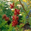 Glycyrrhiza Glabra Süßholz Ca. 9x9 cm Topf< Töpfe