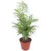 Online GROW by OBI Bergpalme Topf Ø ca. 12 cm Chamaedorea Elegans