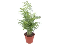 Online GROW by OBI Bergpalme Topf Ø ca. 12 cm Chamaedorea Elegans