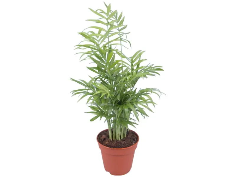 Online GROW by OBI Bergpalme Topf Ø ca. 12 cm Chamaedorea Elegans