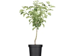 GROW by OBI Bio Apfel "Golden Delicious" Topf ca. 7 l Malus domestica< Töpfe