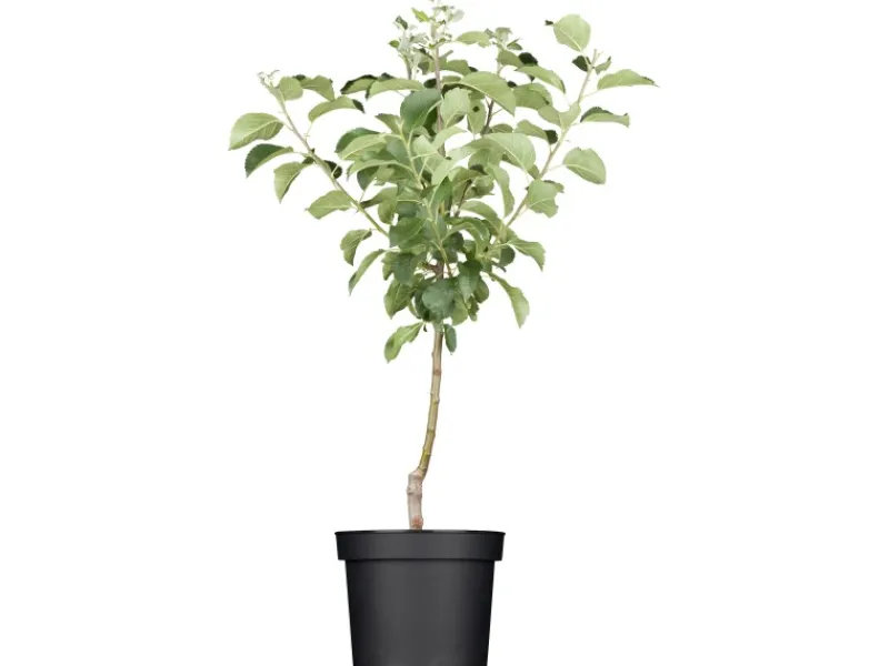 GROW by OBI Bio Apfel "Golden Delicious" Topf ca. 7 l Malus domestica< Töpfe
