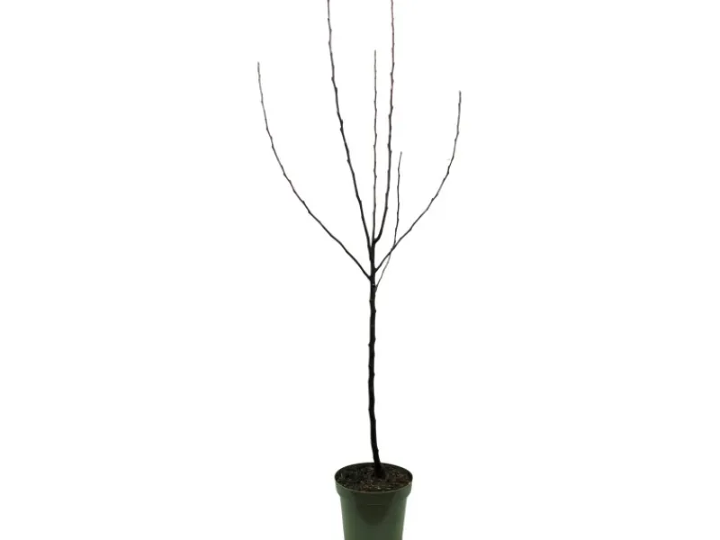 GROW by OBI Bio Apfel "Golden Delicious" Topf ca. 7 l Malus domestica< Töpfe