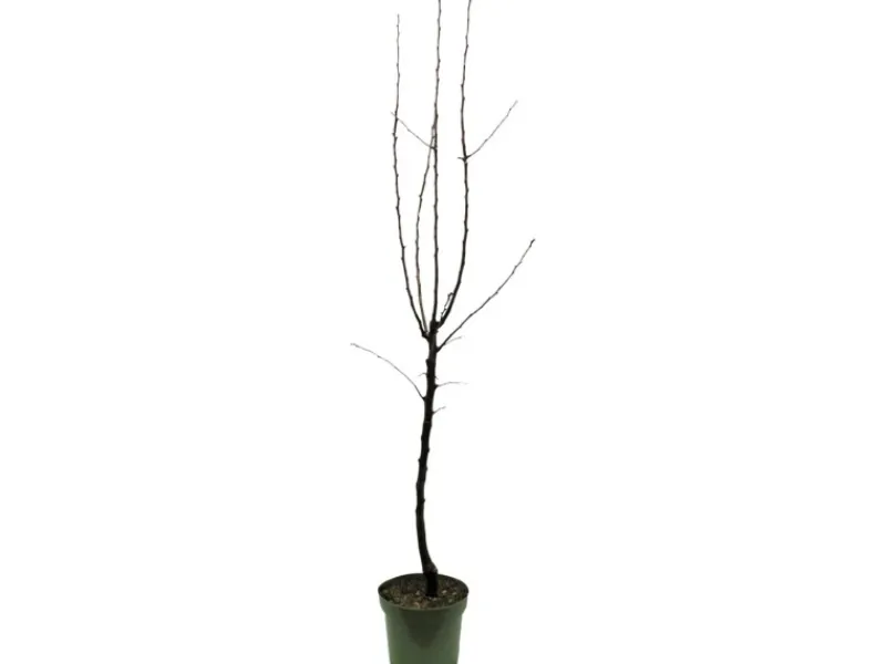 GROW by OBI Bio Birne "Gellerts Butterbirne" Grün-Gelb ca. 120-140 cm Topf 7 l< Töpfe
