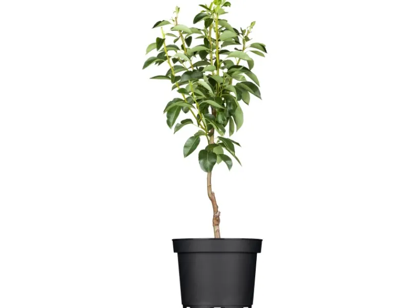 GROW by OBI Bio Birne "Williams Christ" Goldgelb ca. 120-140 cm Topf ca. 7 l< Töpfe