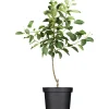 GROW by OBI Bio Herbstapfel "Gravensteiner" Rot-Orange ca. 120-140cm Topf ca.7l< Töpfe