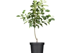 GROW by OBI Bio Herbstapfel "Gravensteiner" Rot-Orange ca. 120-140cm Topf ca.7l< Töpfe