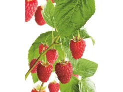 GROW by OBI Bio Himbeere "Aroma Queen" Topf ca. 2 l Rubus< Töpfe