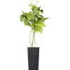 GROW by OBI Bio Himbeere "TwoTimer® -Sugana®" Rot Höhe ca. 20-30 cm Topf ca. 2 l< Töpfe