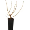 Online GROW by OBI Bio Jostabeere Schwarz Höhe ca. 20 - 30 cm Topf ca. 2 l Ribes