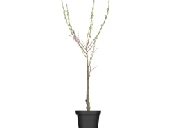 GROW by OBI Bio Pfirsich "Red Haven" Höhe ca. 80 - 100 cm Topf ca. 7 l< Töpfe