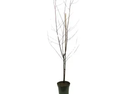 GROW by OBI Bio Pfirsich "Red Haven" Höhe ca. 80 - 100 cm Topf ca. 7 l< Töpfe