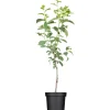 Online GROW by OBI Bio Pflaume "Hauszwetsche" Dunkelblau ca. 120-140 cm Topf ca. 7 l