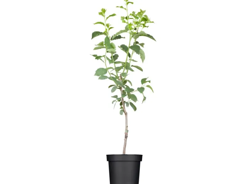 Online GROW by OBI Bio Pflaume "Hauszwetsche" Dunkelblau ca. 120-140 cm Topf ca. 7 l
