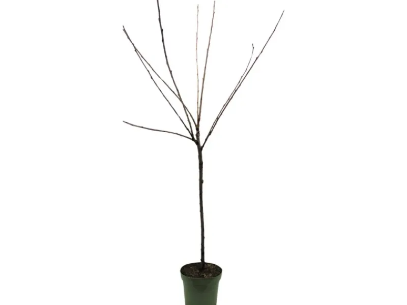 Online GROW by OBI Bio Pflaume "Hauszwetsche" Dunkelblau ca. 120-140 cm Topf ca. 7 l