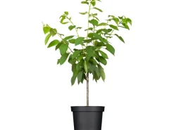 GROW by OBI Töpfe<Bio Süßkirsche Büttners Rote Knorpelkirsche Rot 120-140 cm Topf 7 l