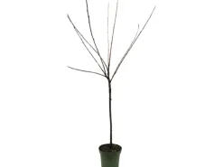 GROW by OBI Töpfe<Bio Süßkirsche Büttners Rote Knorpelkirsche Rot 120-140 cm Topf 7 l