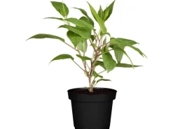 Best GROW by OBI Bio Weibliche Kiwi "Super Jumbo" Höhe ca. 30 - 40 cm Topf ca. 3 l